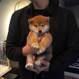 国产在线播放你懂的
